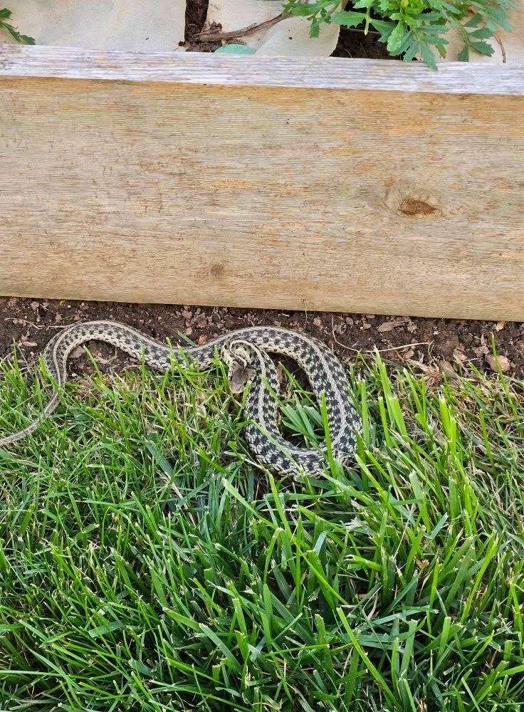 Most likely a common garden snake?
