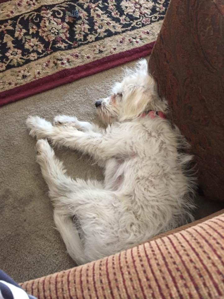 Most of you know that I have one of the sweetest dogs, Lily, that has truly been a blessing. She is a Bichon and is a very good ball player.
Santa brought her 9 years ago and of course he had to get her from a breeder.