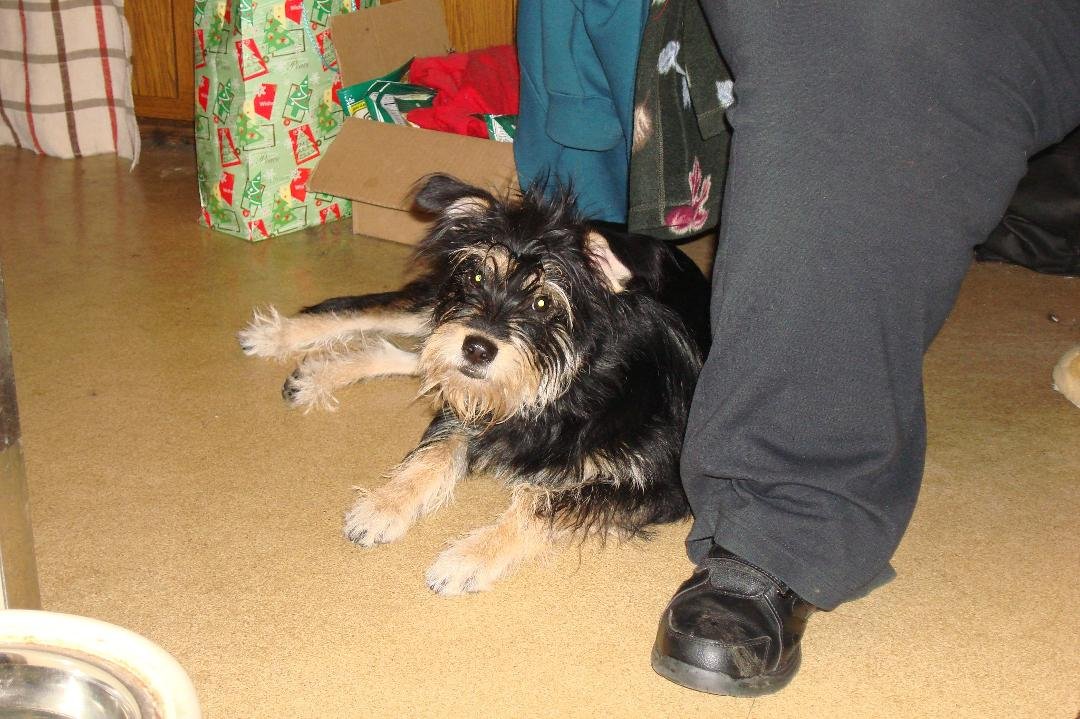 The newest member of our household - this makes for 12 paws