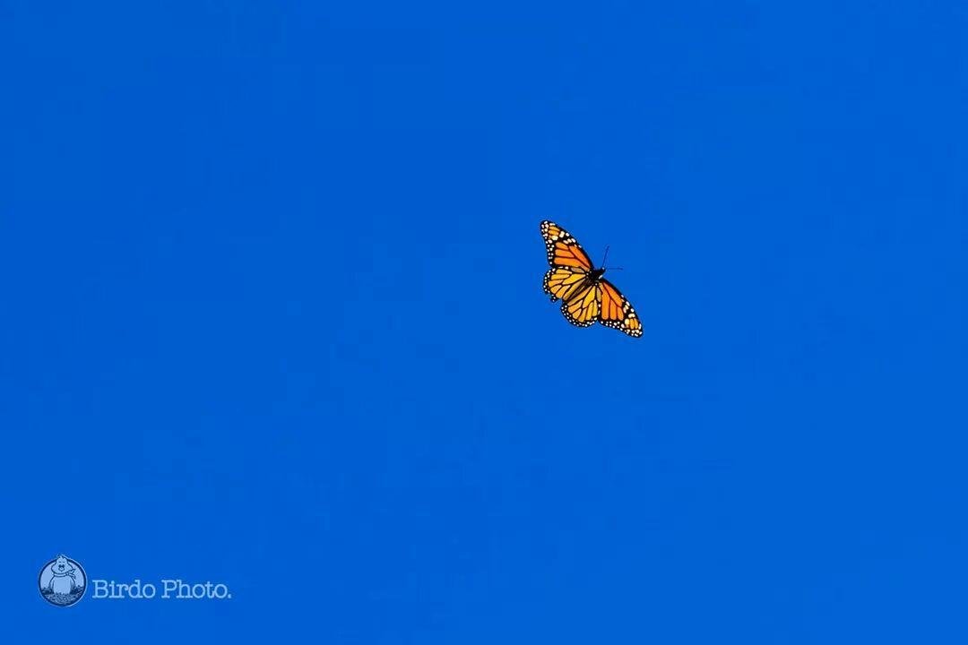 I see a butterfly and guess who I think of