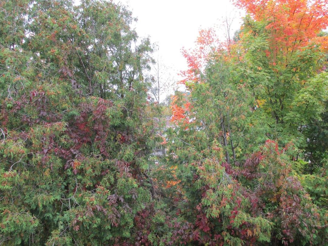 Michael Doyle's album, Muskoka in the Fall