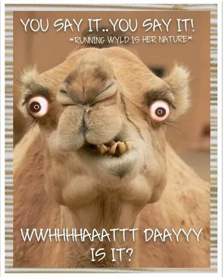 Happy hump day