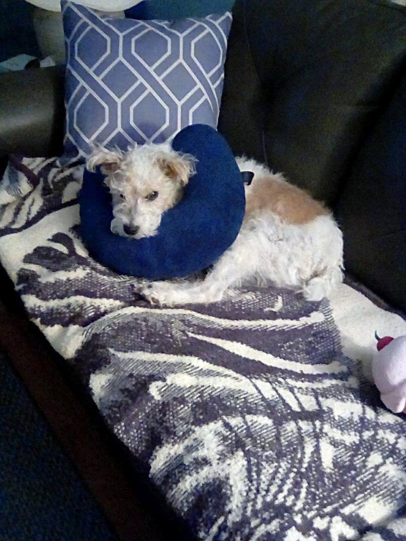 So Gus decided to try out my neck pillow to see why I use it so much. He totally did this by himself. That's why it's so funny