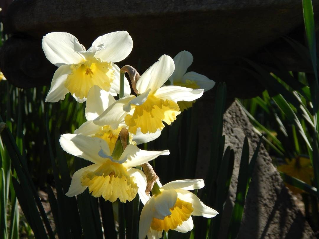 I feel guilty that my garden in Seattle is blooming wildly while it is freezing in the East. It has been so mild here that we broke all the high temperatures for February. The daffodils and other plants in our yard are so