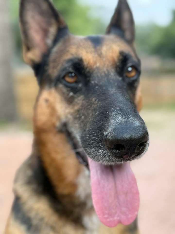 She is slowly coming around to letting me get in her face with the camera best pic yet ❤️ happy girl