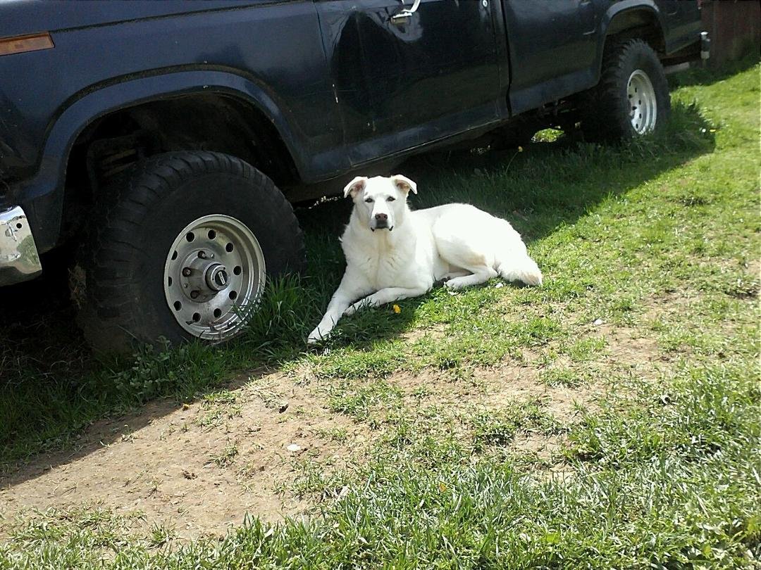 Our pretty boy buck