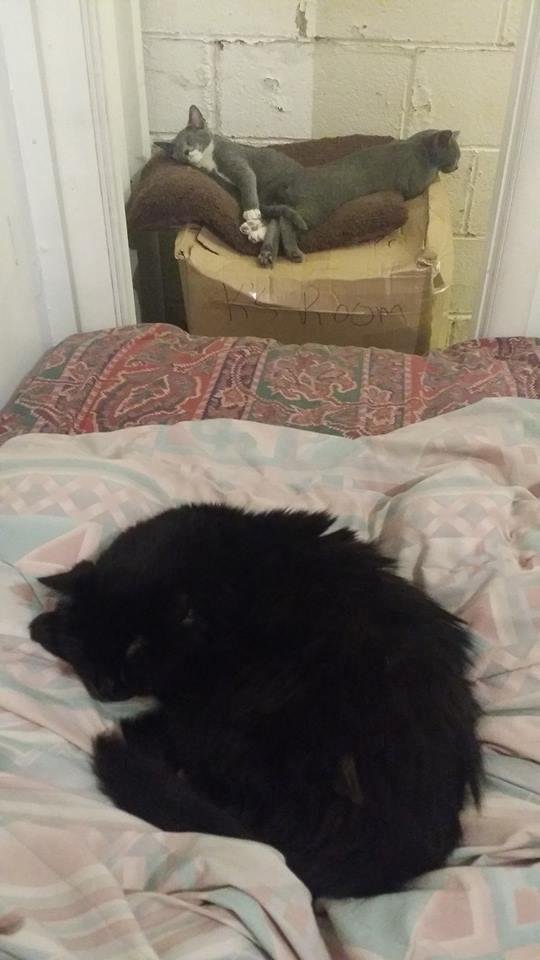 Awww, Still conjoined