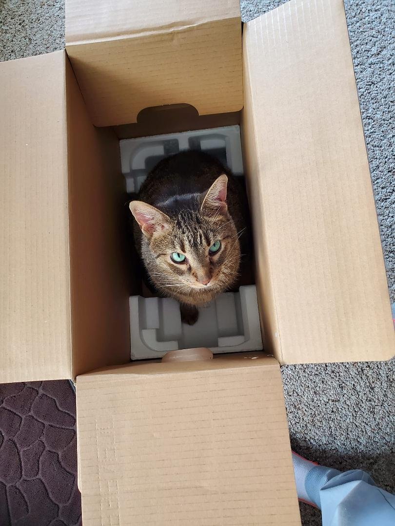 Chewie LOVE to 'hang out' in BOXES! 😹😹😹😹😹😹😹😹😹😹😹😹😹😹