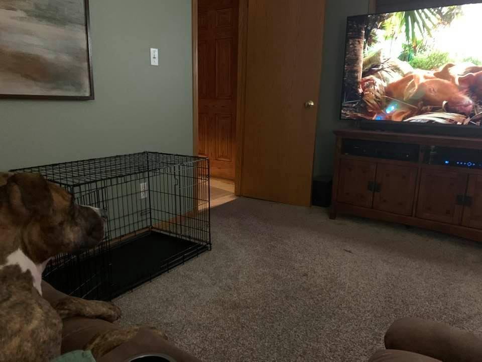 Just watching some pigs with my boy!
