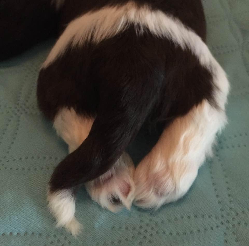 Puppy butt....awwwwww
