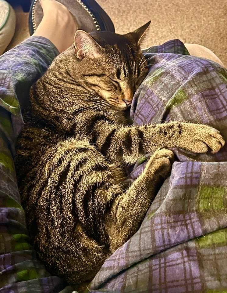 “I trust you, you comfort me, I am safe!” 🥰…(But I’ll puke on your chair tomorrow)