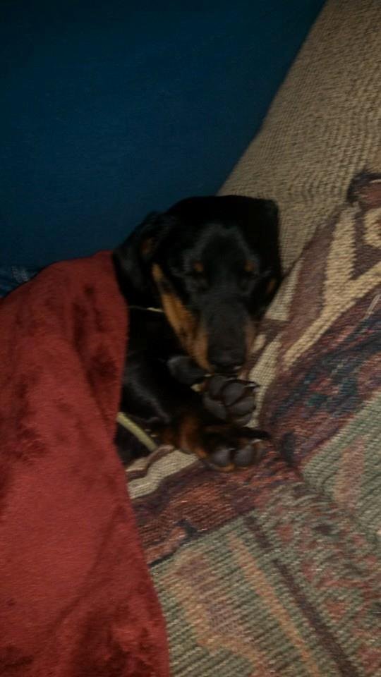 Otto is almost recovered from Vacation - Happy New Year!