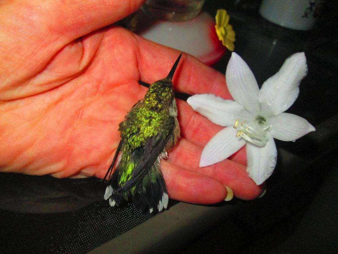 My dog Beau alerted us that something was on the ground. Earlier in the day a baby ren came in the house and I set it free and Beau kept barking and I found it dead by our cat. I showed him the dead baby and he really seeme