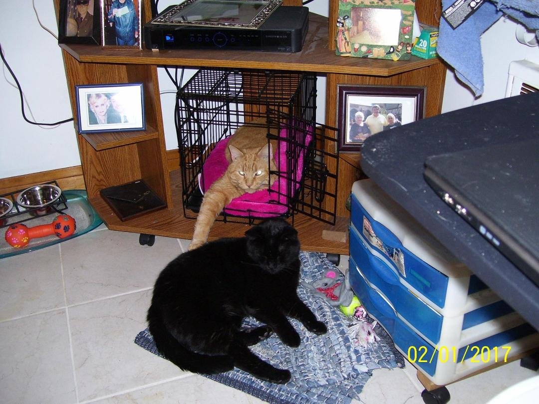 Tuffy in Cibbi's crate, Sooty in front of it