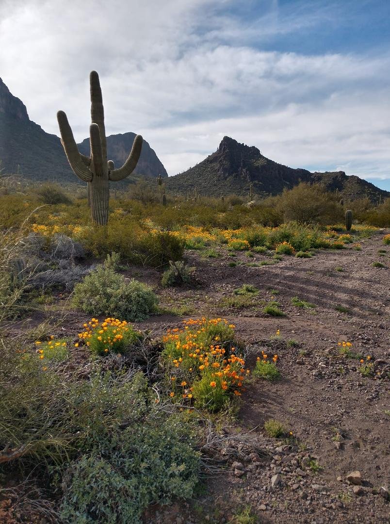 Just a small sampling of the Mexican Poppies at the base of Picacho Peak. Our back yard