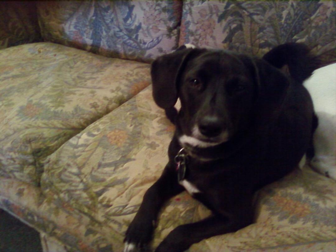 my puppy sheba.great attack dog.she will give you kisses till you run away. :)