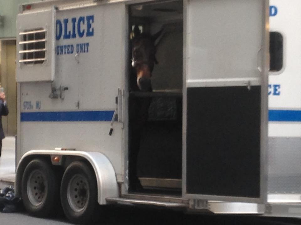Not a sight you see everyday by Wall Street!