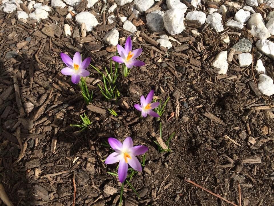 Spring soon🌸