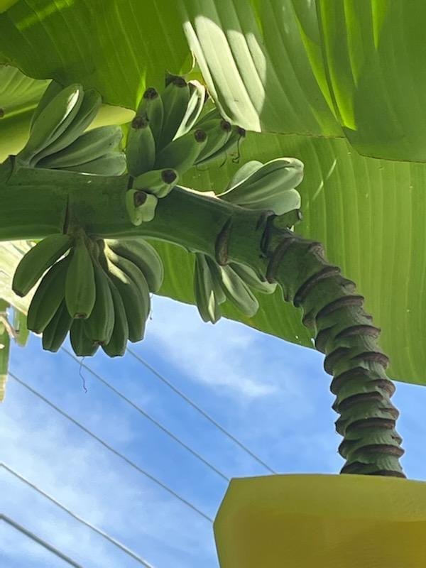 My Banna tree looking good, Banna pudding soon lol