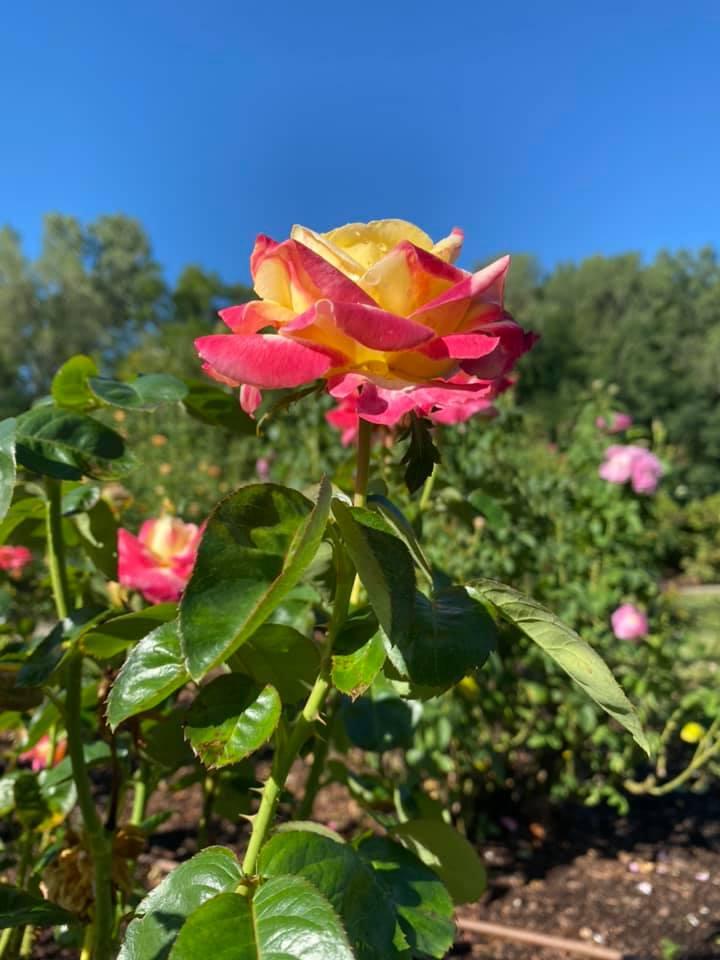 Dave Husmann's album, Mobile uploads