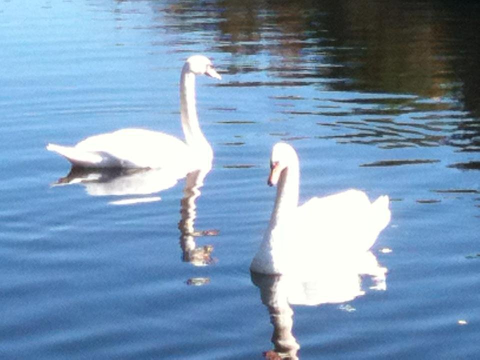 Feeding the swans behind Chris' house at Myrtle Beach.  62 degrees not a cloud in the sky.  Perfect!