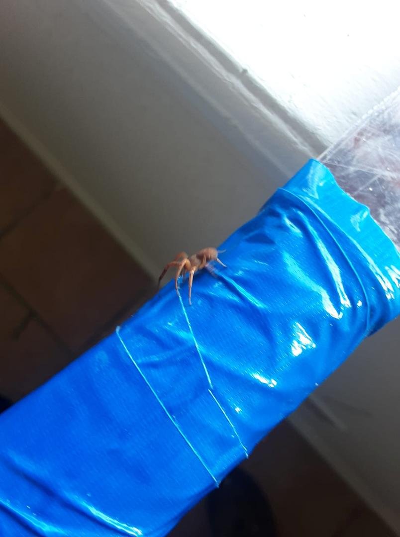 What kinda spider is this?