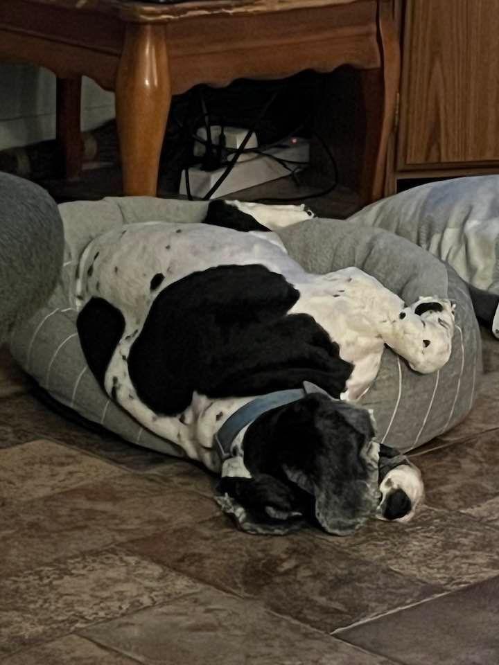 lazy bones