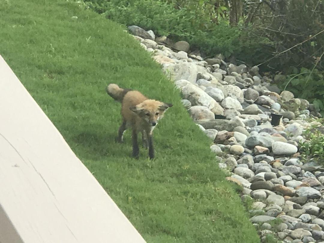 New Young Fox in my neighborhood.
Picture credit goes to my neighbor.