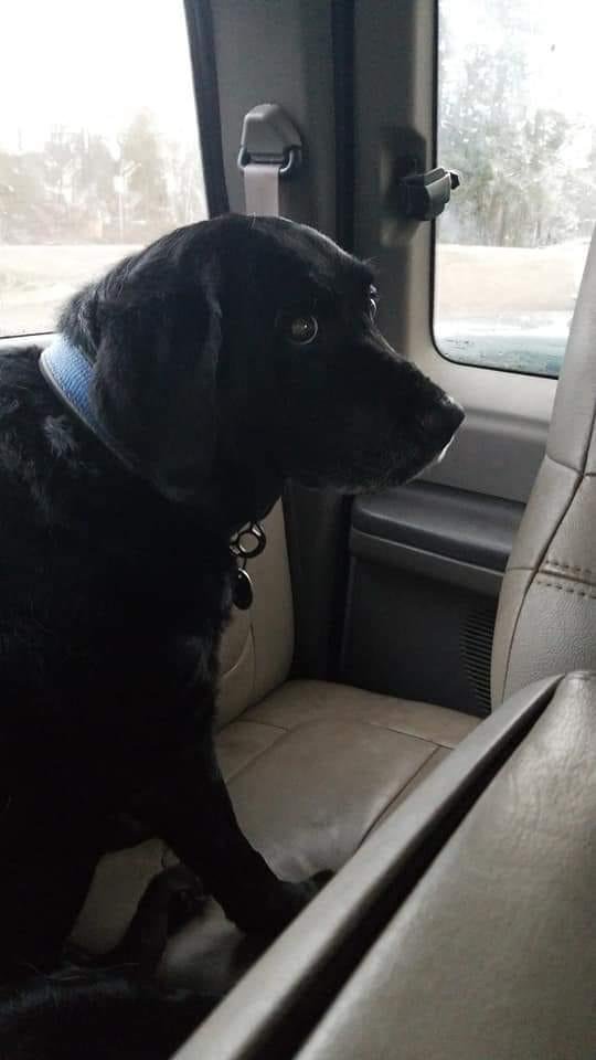 Please keep this kind, sweet dog, Bella, in your thoughts for she is gravely sick and might run out for time. I wish I could be with her.