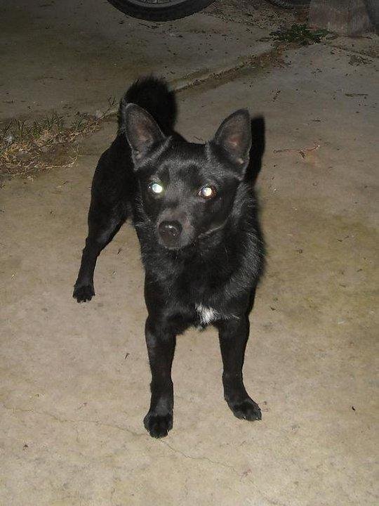Somebody needs to come and get their dog! We can't keep him! There are no shelters taking homeless dogs right now. I'm peeved.