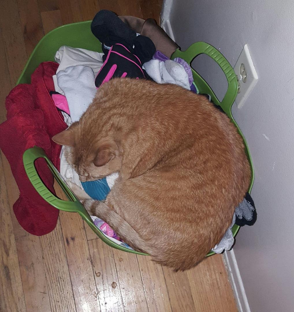 I have said it for a while but this proves it. Clean basket of kids clothes and the asshole is sleeping in it.