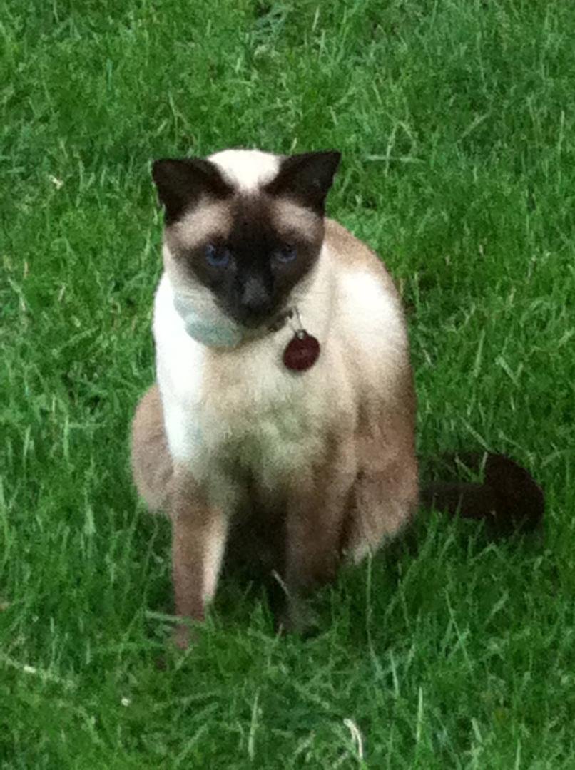 Our cat Cleo has been out for 10 hours.  She's usually out for one.  She lives in the Lake Shore/Superior area of Etobicoke.  She's a Chocolate Point Siamese.  She whines a lot and is overly affectionate once she gets used 