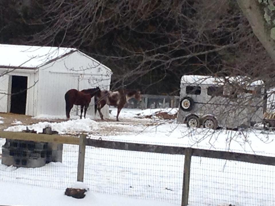 And this pic is titled "Hope Springs Eternal." This is their sunning spot 😔. I think they want nicer weather too. At this point I will be happy with temps in the 30s if there is sunshine.