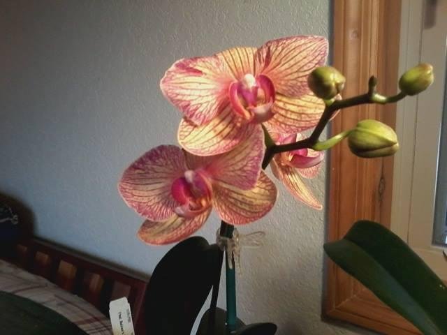 Patricia's orchid. This has bloomed for me for five years now.