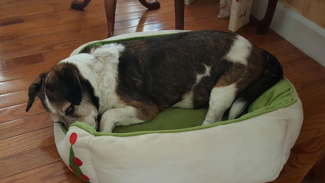 Poor Daisy is feeling all of her 17 years today.