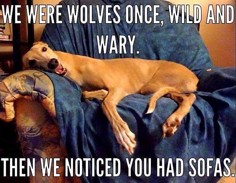 A friend sent this telling me it reminded her of Colin, my retired greyhound.
I really miss him. That's where he lived, on the couch. What a sweet boy!!
