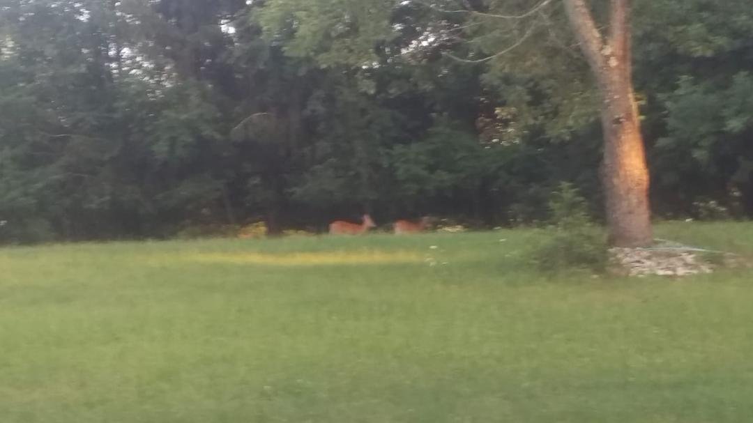 Typical evening in the back yard. Bambi and her sister came to join me for the sunset