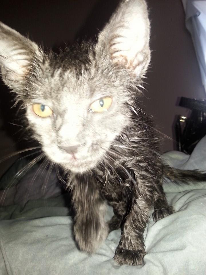 1st bath ~ Someone is not a happy camper!!! LOL