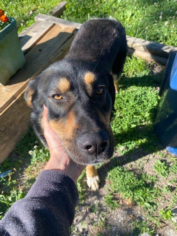Does anyone know who's dog this is. He has a collar, sweetest thing in the world. Been on main street pleasureville for 2 days. Need help finding his home.