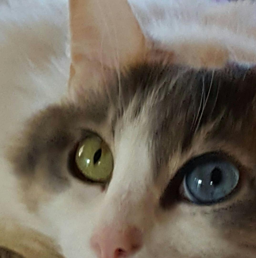 Oh, those eyes Gracie 😍