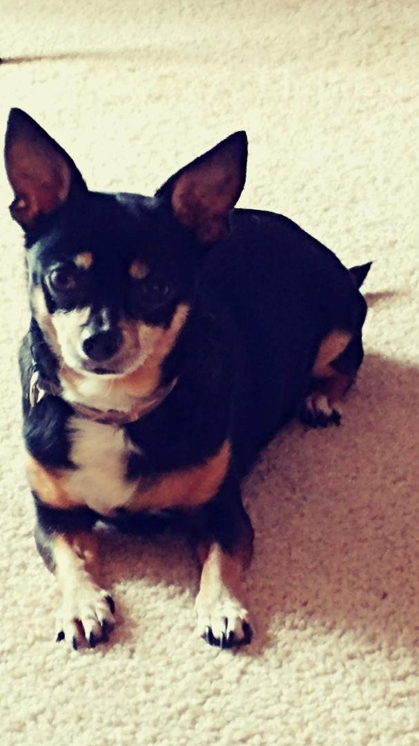 My little Tyson tomorrow is his birthday he'll be 14! He doesn't act like he's 14 though and he keeps me company a lot. He has strict orders that he's not allowed to die before I do. LOL