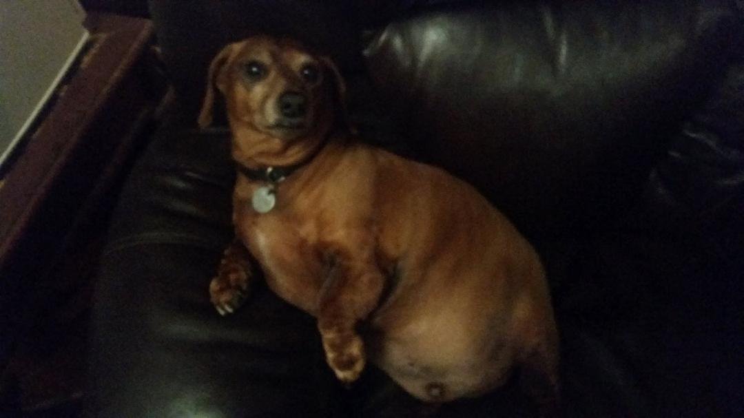 weiner couch tater