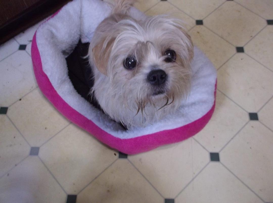 The tiny female Shih Tzu that I am fostering that came from Chicago Animal Control