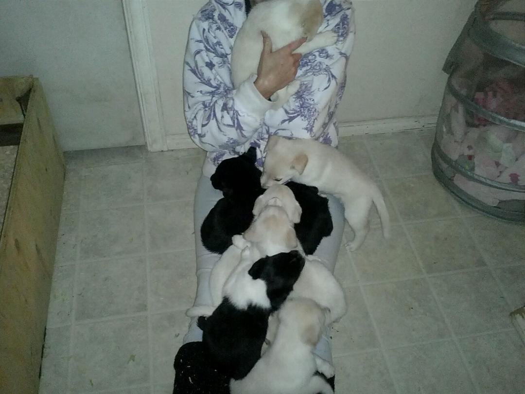 Puppy attack lol