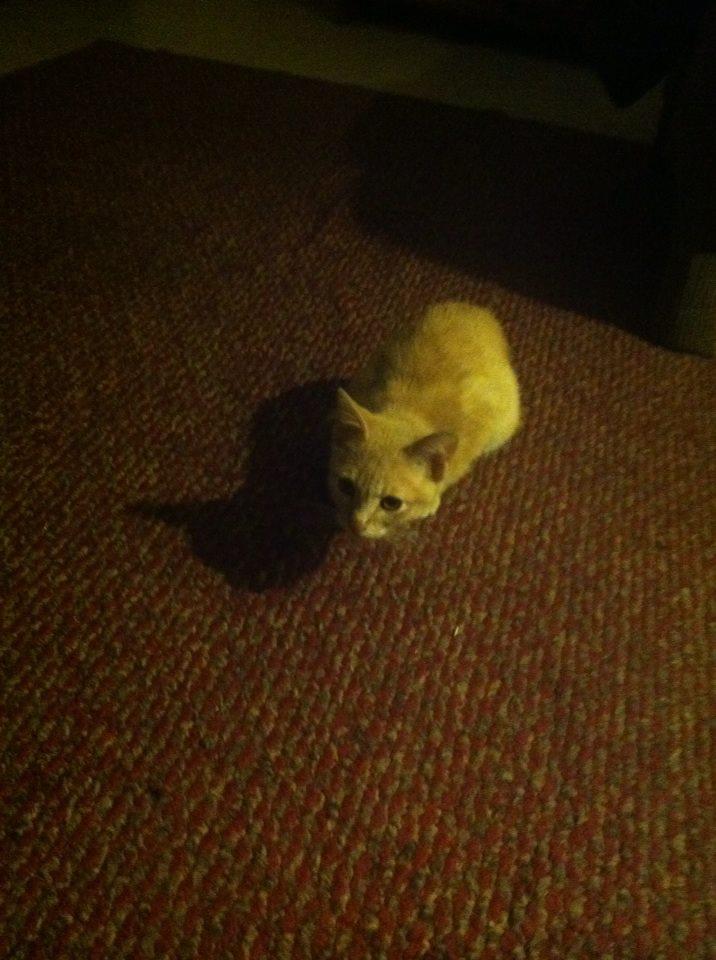 My cat who run away