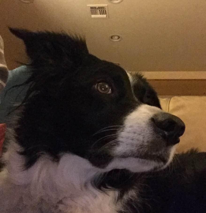 Missing our Toby, so enjoying some pup sitting! Bandit misses Toby too!