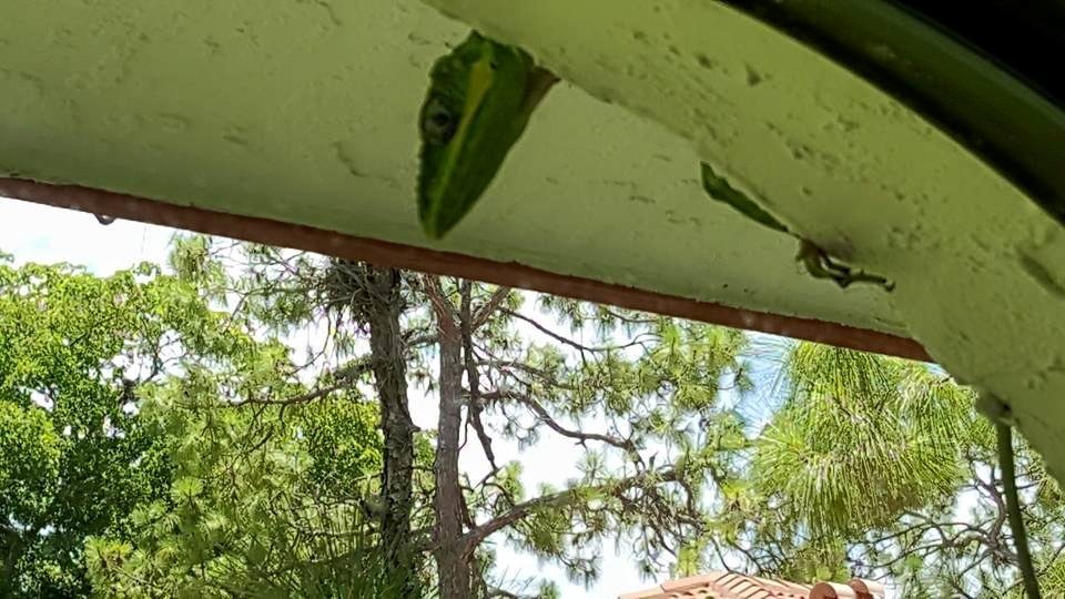 CUBAN KNIGHT ANOLE PEEKING IN OUR WINDOW WATCHING US EAT DINNER.