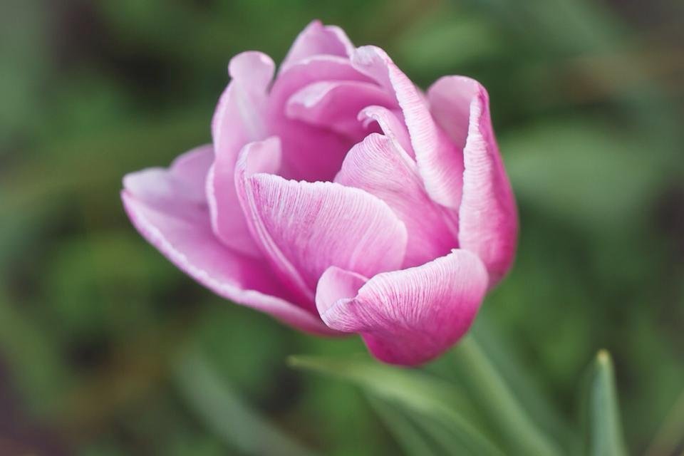 "My intention is to fill up Facebook with flowers to break the saturation of negative images and videos. If you like this post, I will choose a flower for you."