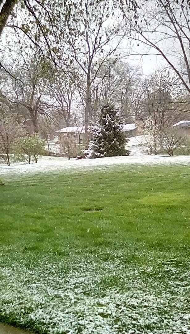 Beautiful snow.❄Birds are still singing, but they will be cold tonight as will the flowers.😕