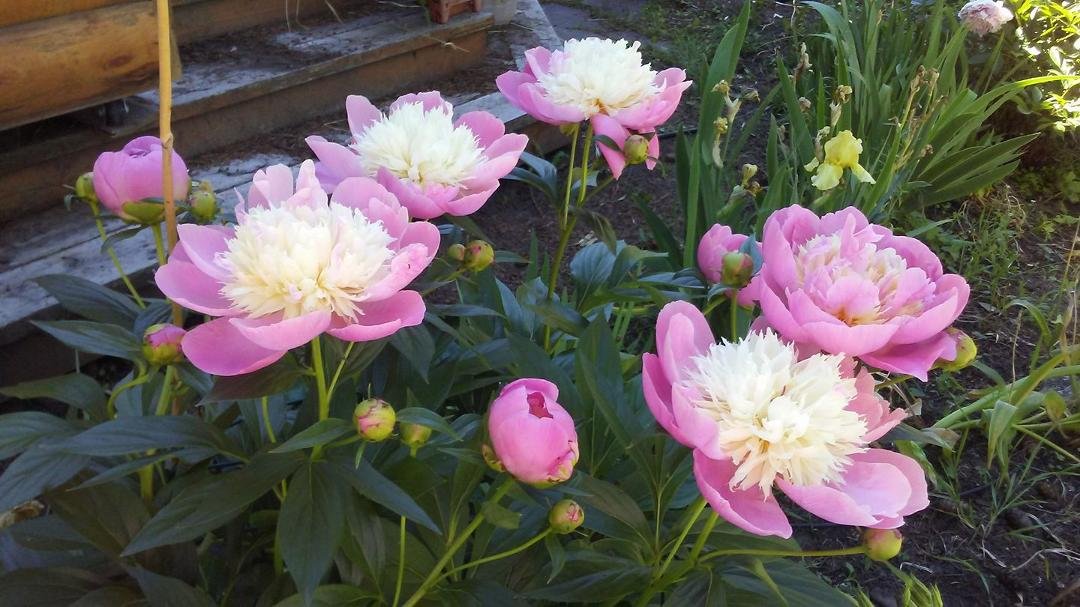 Dear betty here are some of my peonies I